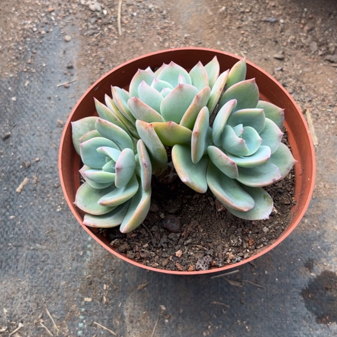 【闪购商品】无花朵念*?