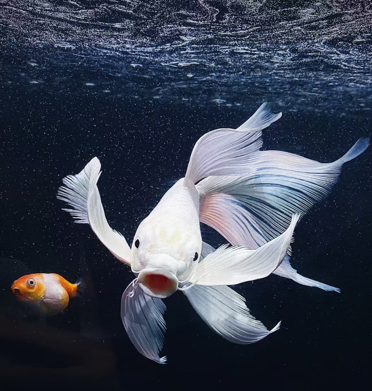 16-20公分普身精品赛级贵妃蝴蝶鲤广温混养群养观赏鱼渔场直发