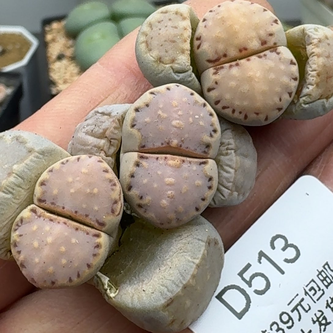 513多肉哈哈哈哈哈哈哈哈