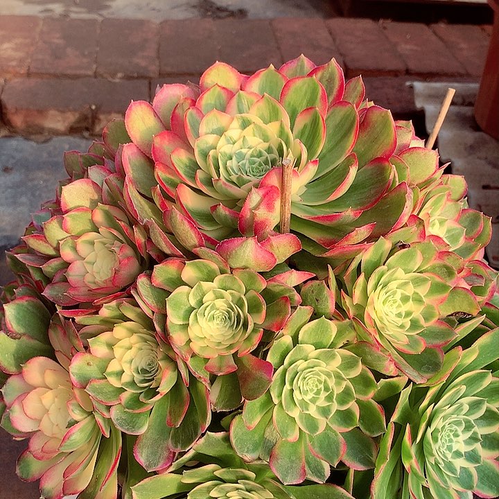 海王捧花，多肉植物