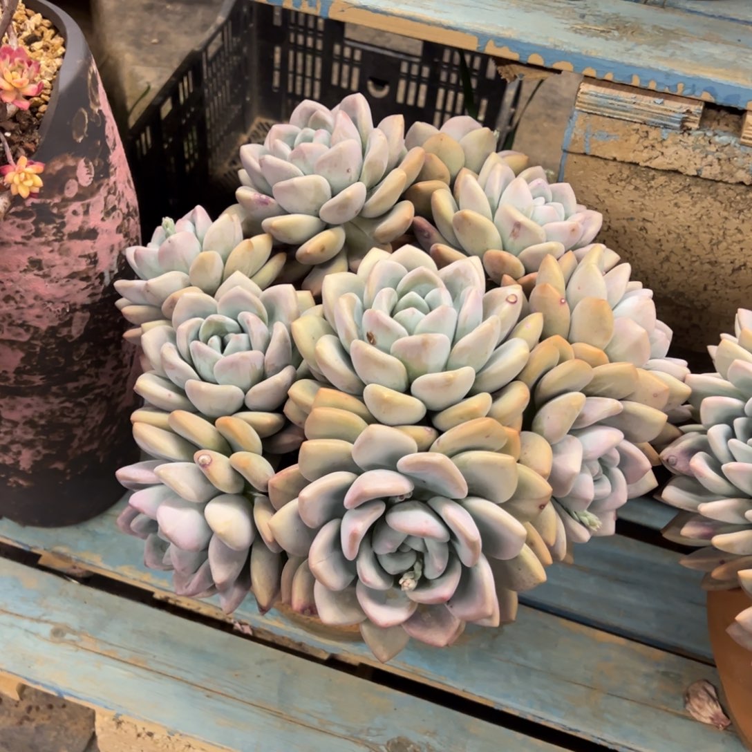 露养老桩脱土裸根奥普琳娜