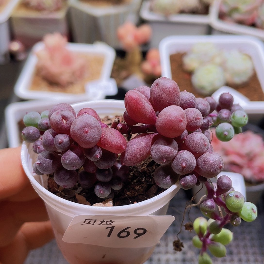 169 精品多肉一物一拍