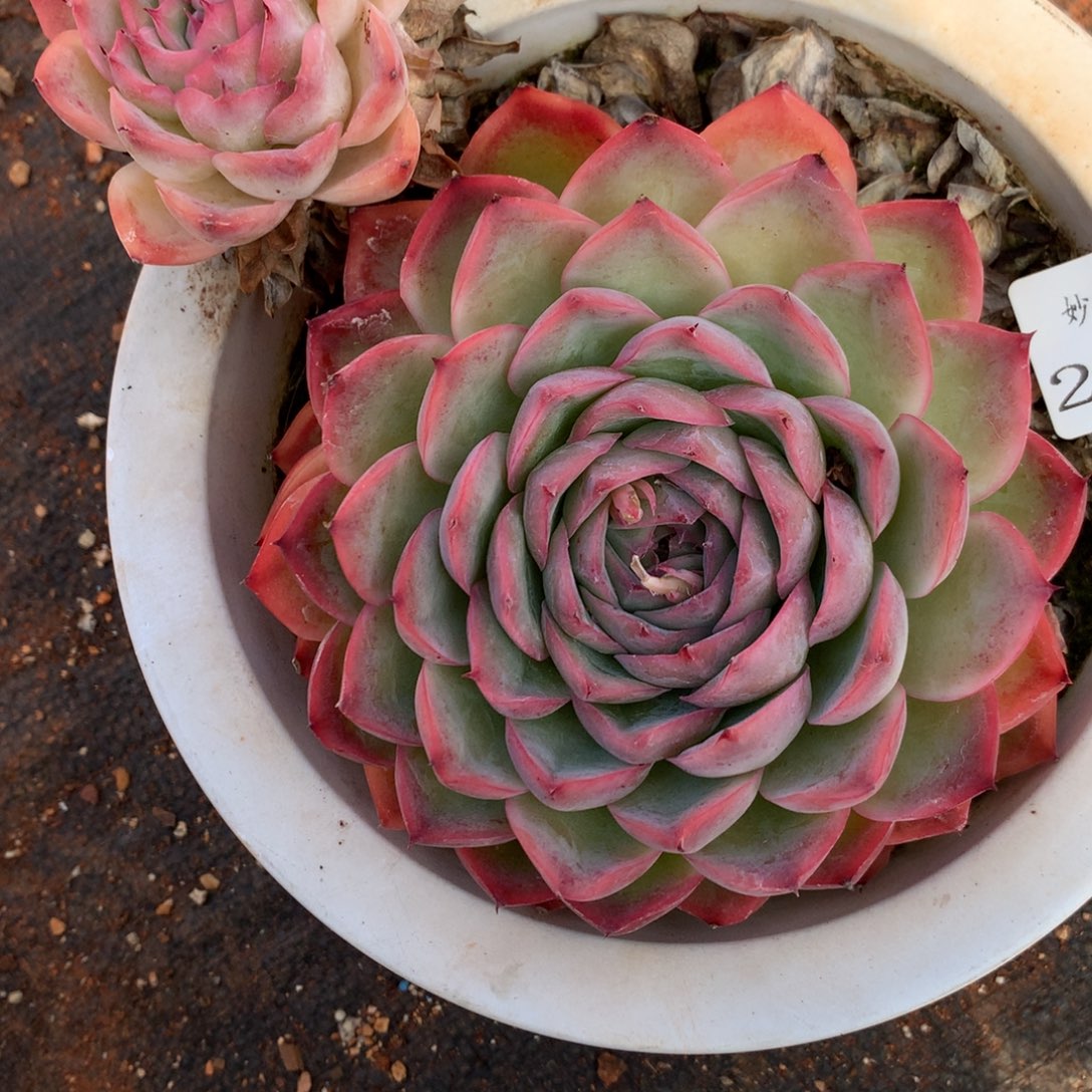 2916杂交精品基地15厘米