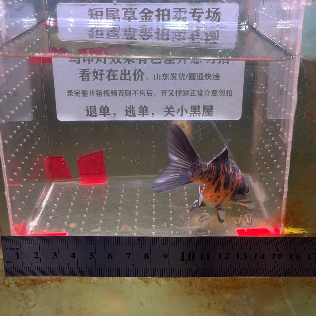 海水鱼30号我去看一下嘛好