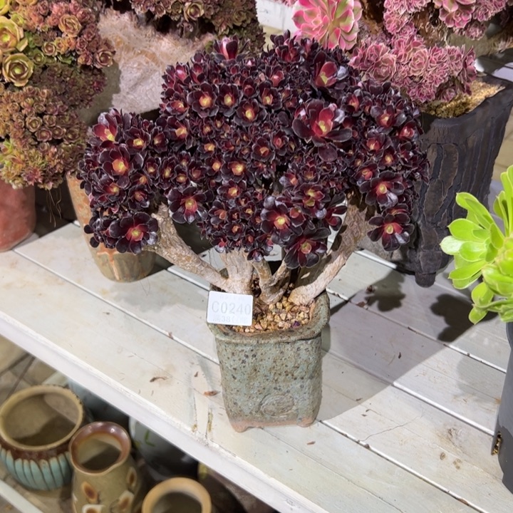 240欧紫朵缀多肉植物