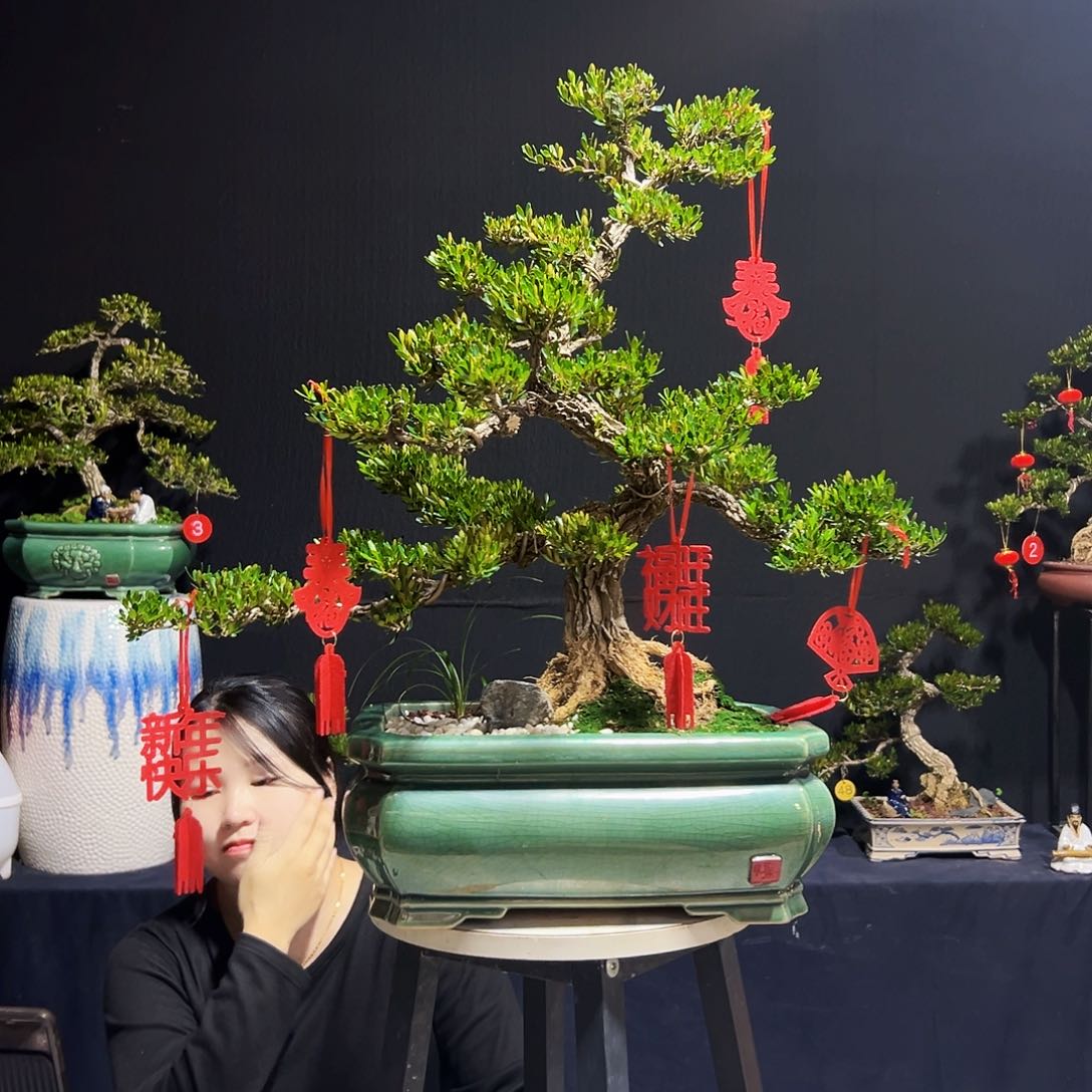 绿植广东皱皮黄杨木