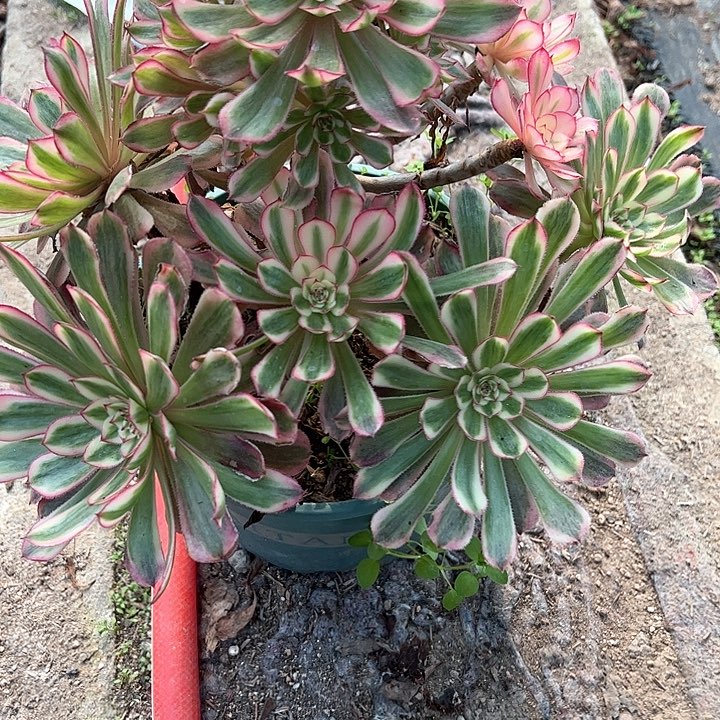 梨***c0173白月光多肉植物