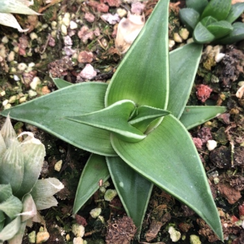 丸叶芦荟多肉植物