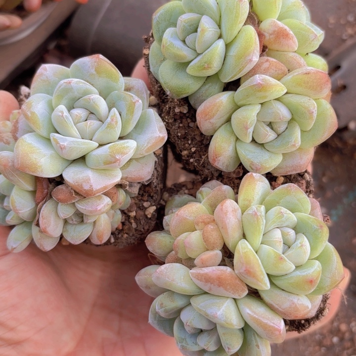 胖冰群4颗一组多头发货