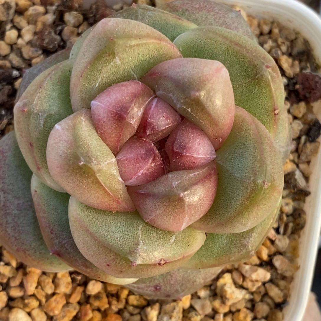 349东篱下多肉植物盆栽