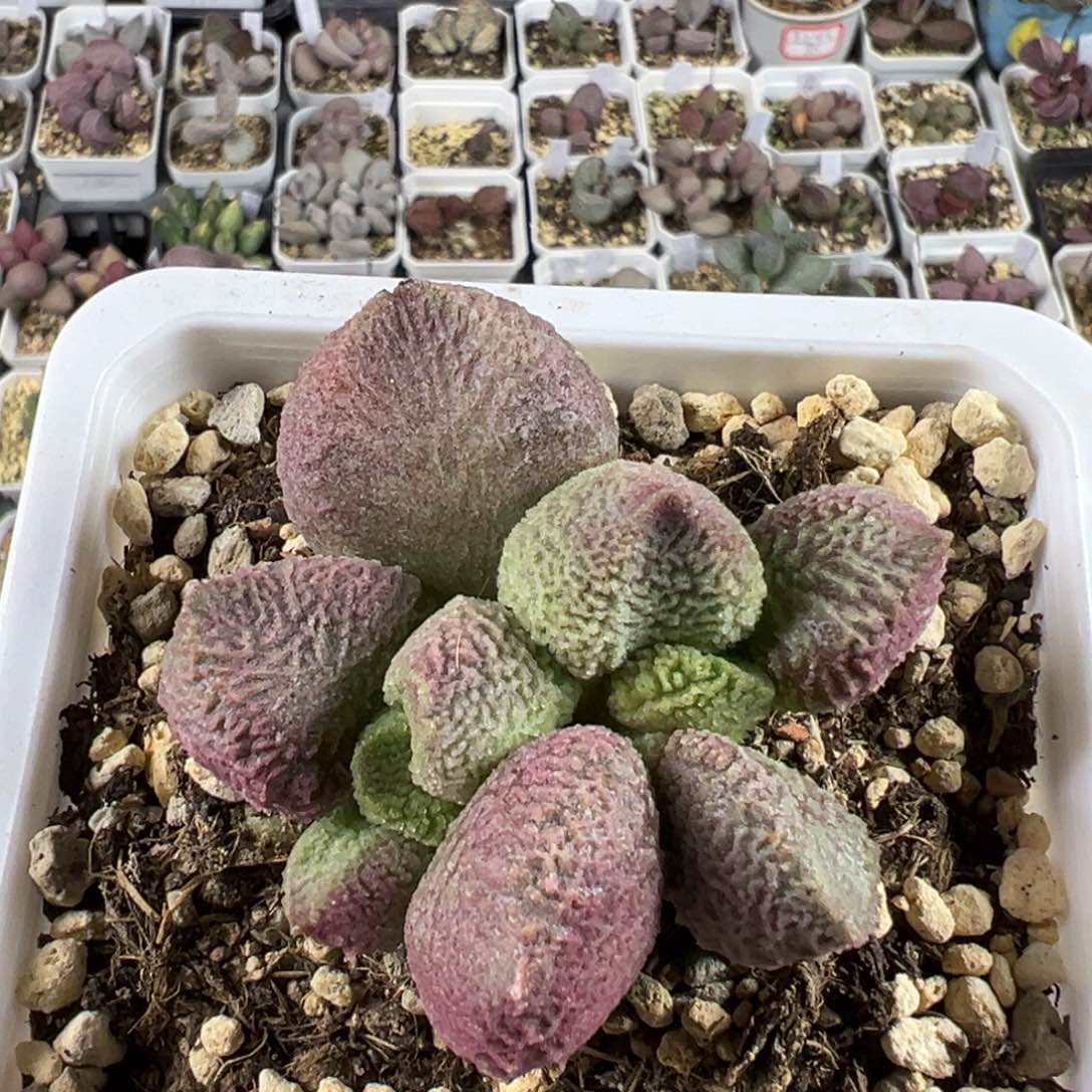巨猪宝多肉植物水泡十方盆