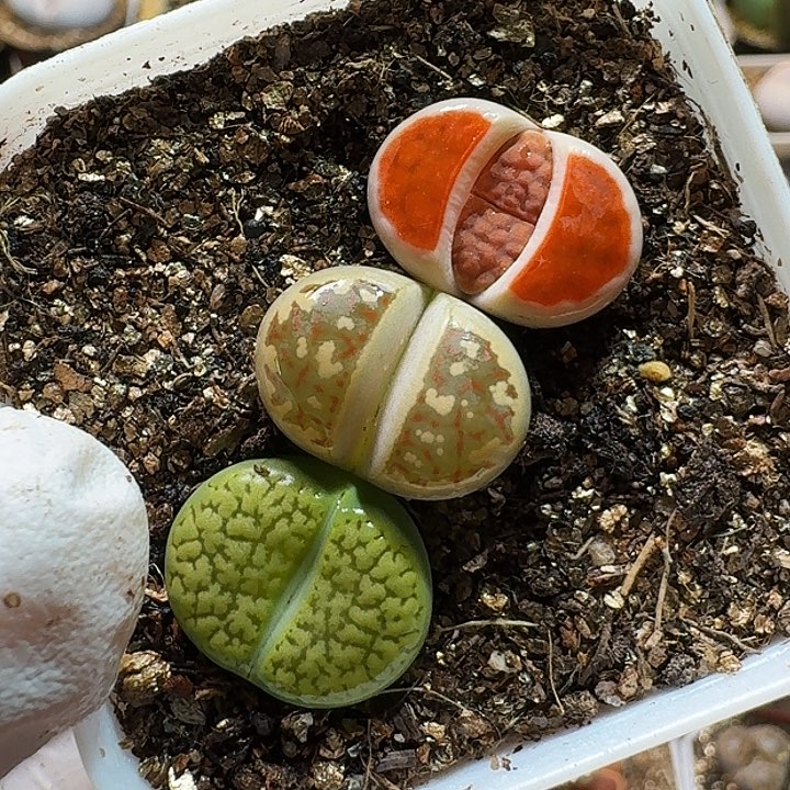 生石花11111111。   232