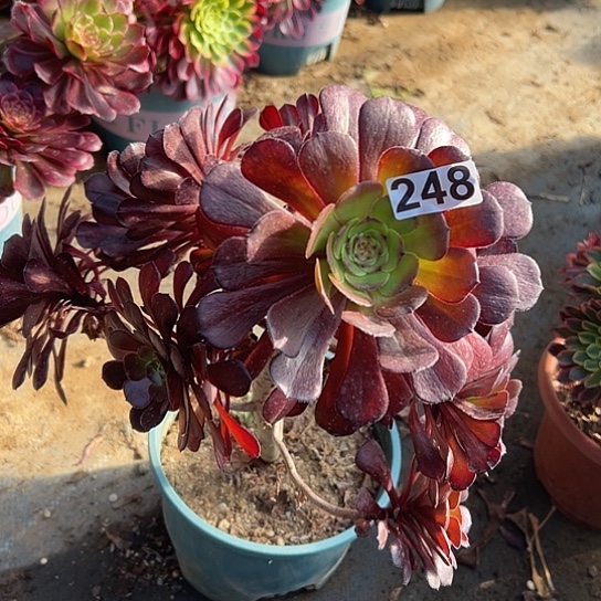 乖*兔一颗多肉法师植物 不售后