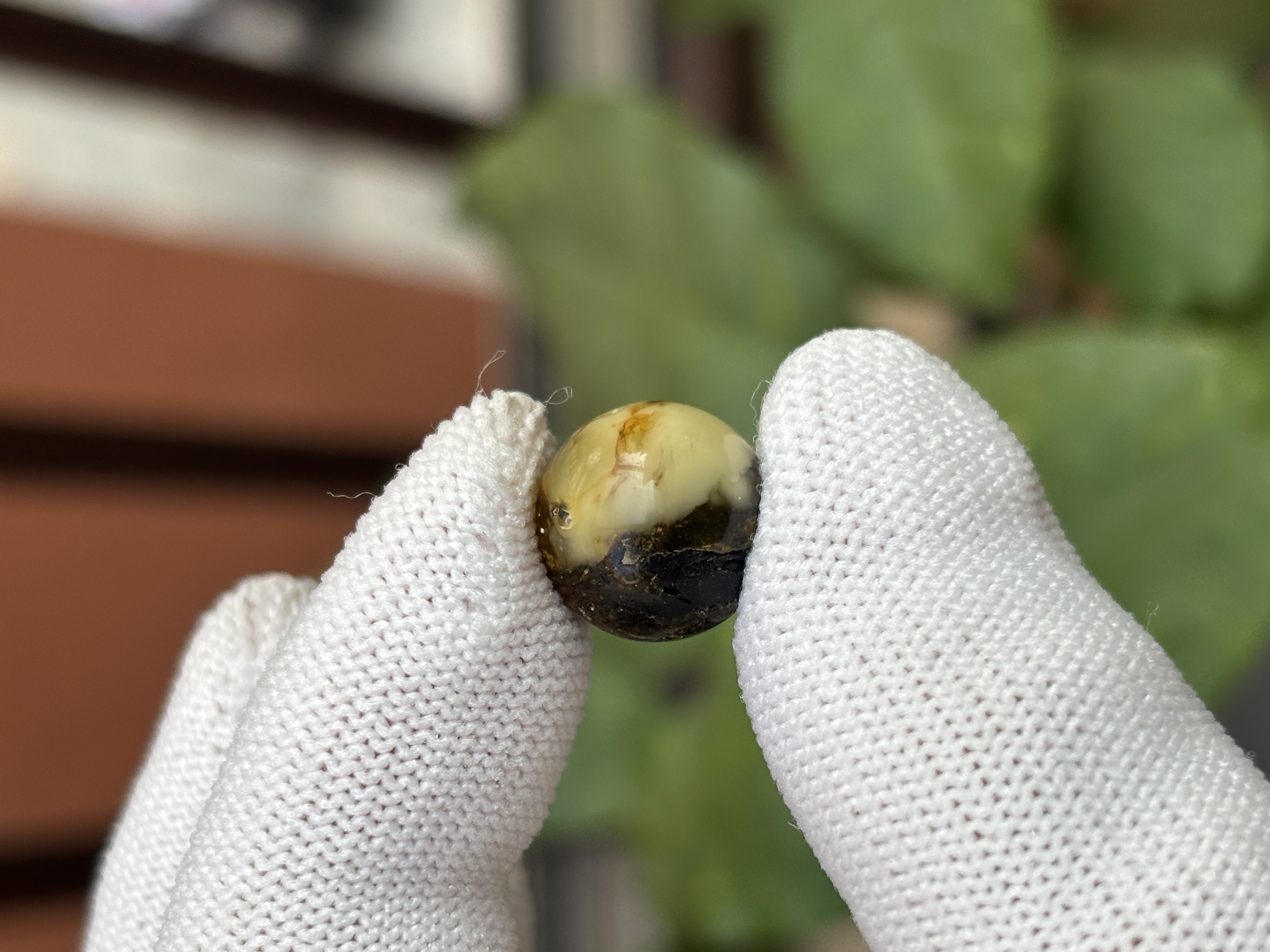 5351天然蜜蜡琥珀微瑕圆珠13.1mm