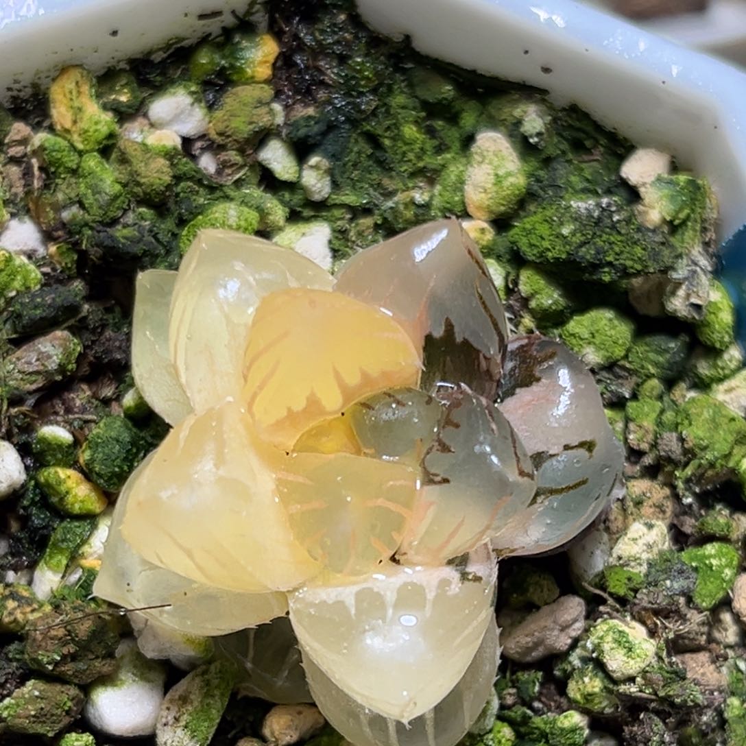 恭喜发财大吉大利0163