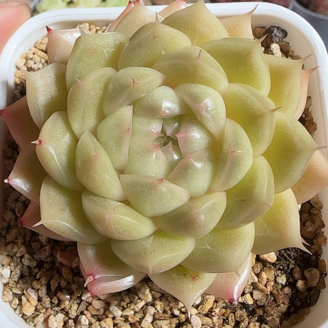 多肉1221-69大包子麦秆