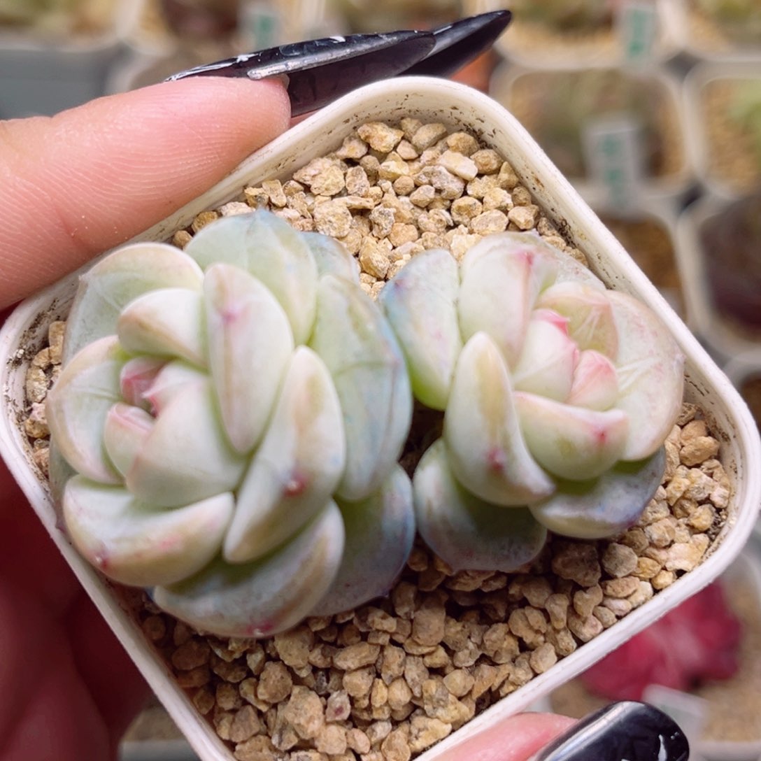 木***?F42一物一拍 胖企鹅