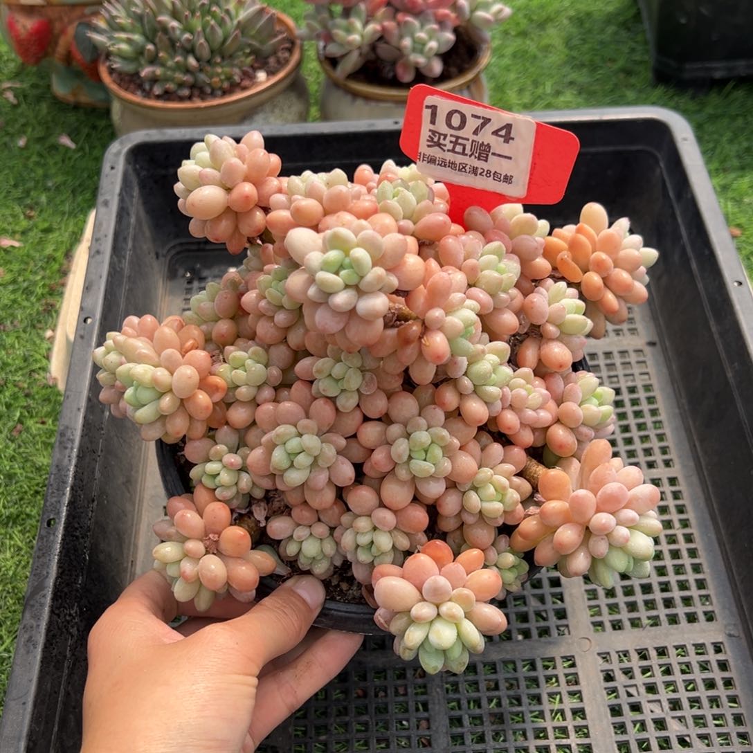 表妹精品精品多肉1074.