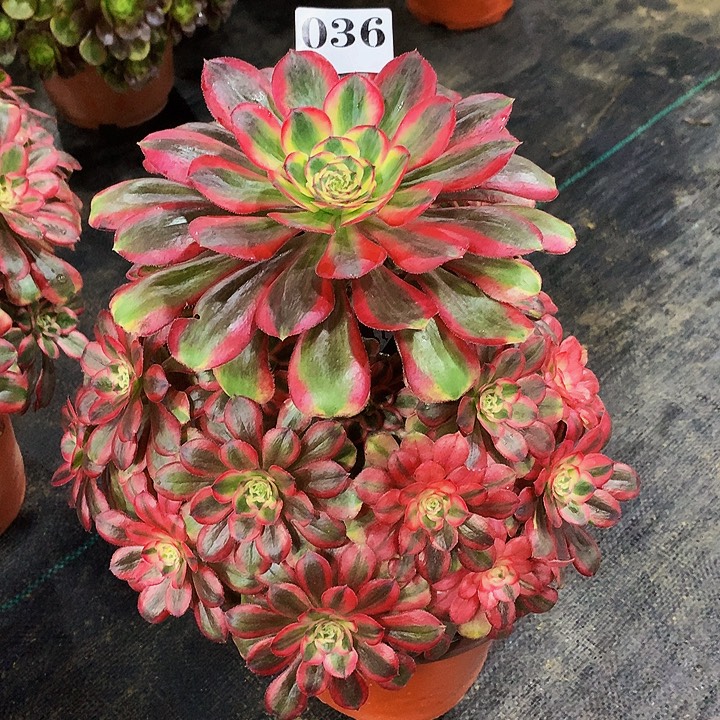 法师初恋0360000000