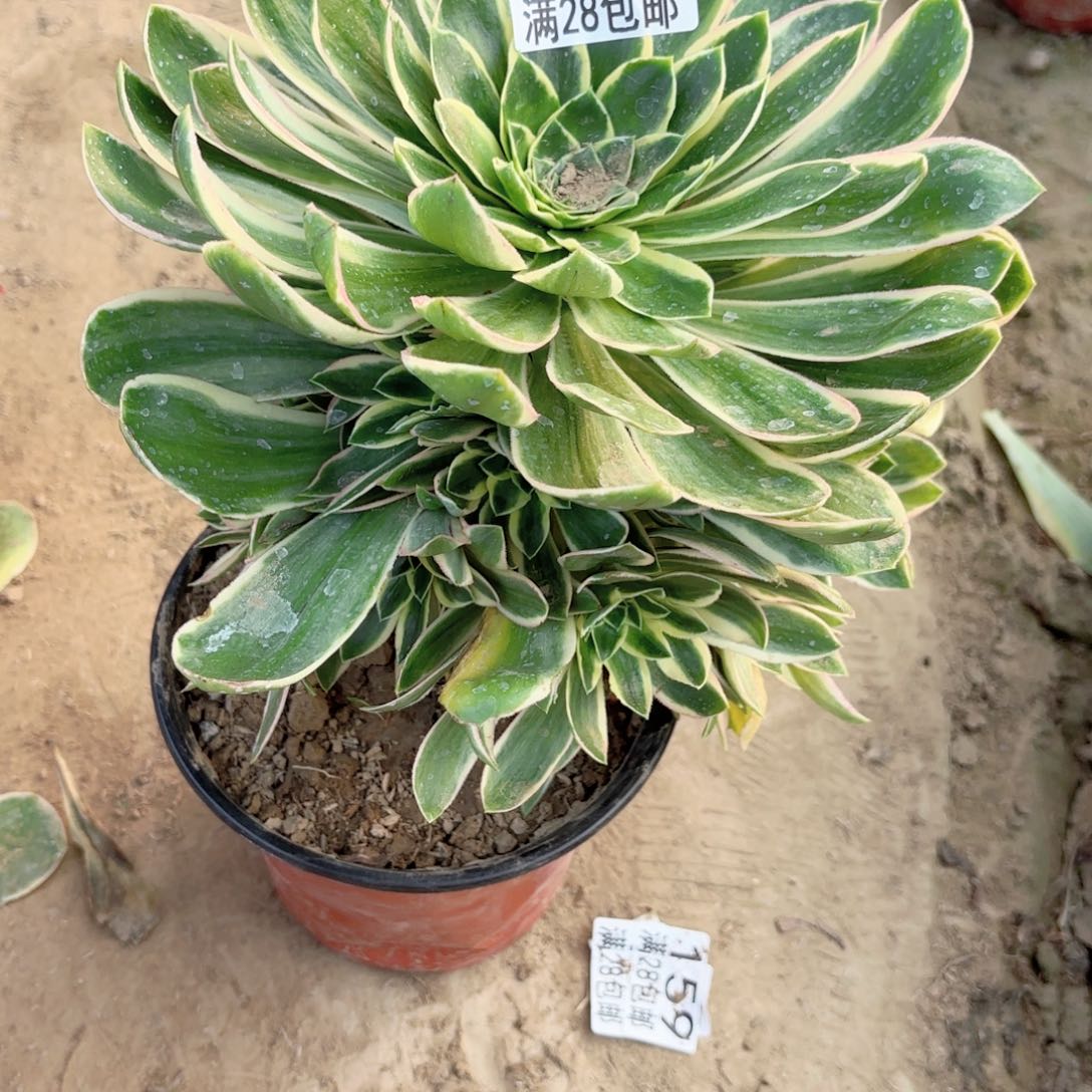 205绿玫瑰白多头