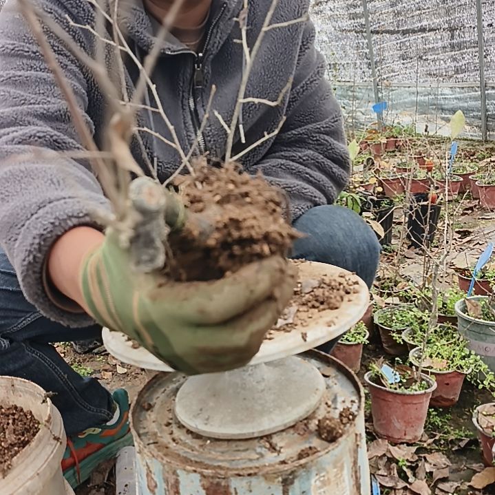 山***歌完全开放老鸦柿嫁接