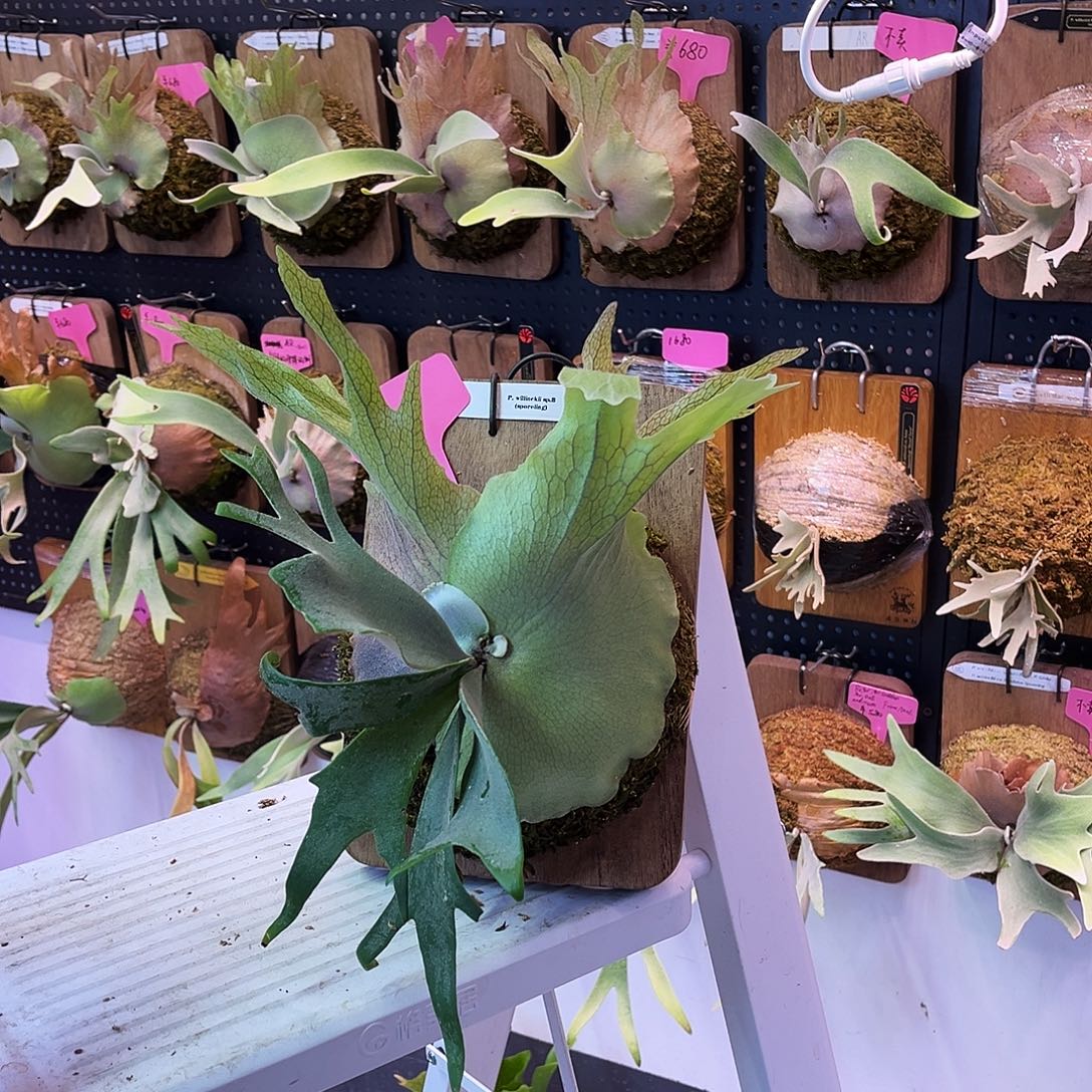 不开花植物nook sp.b