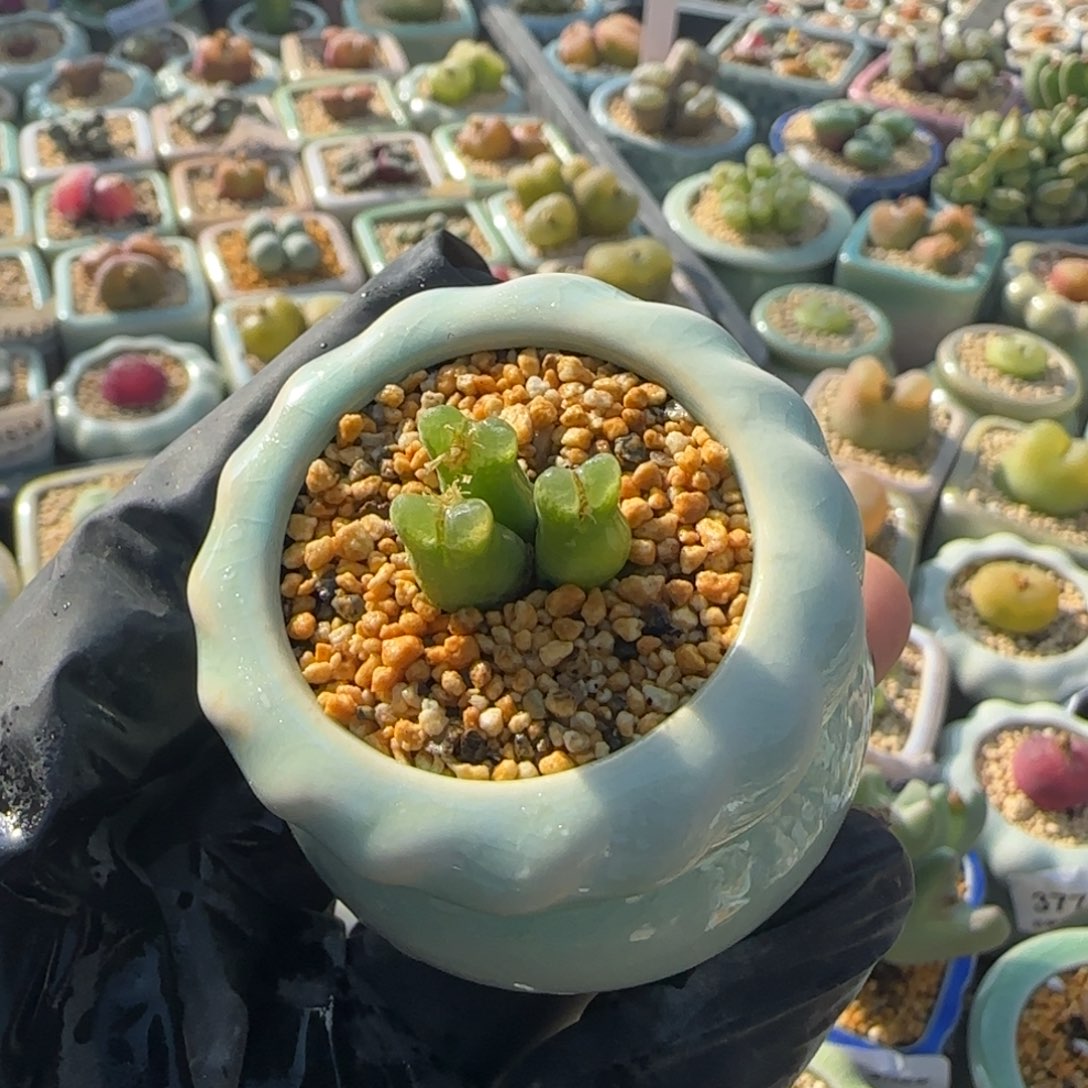 4155--一物一拍 带盆 奶瓶