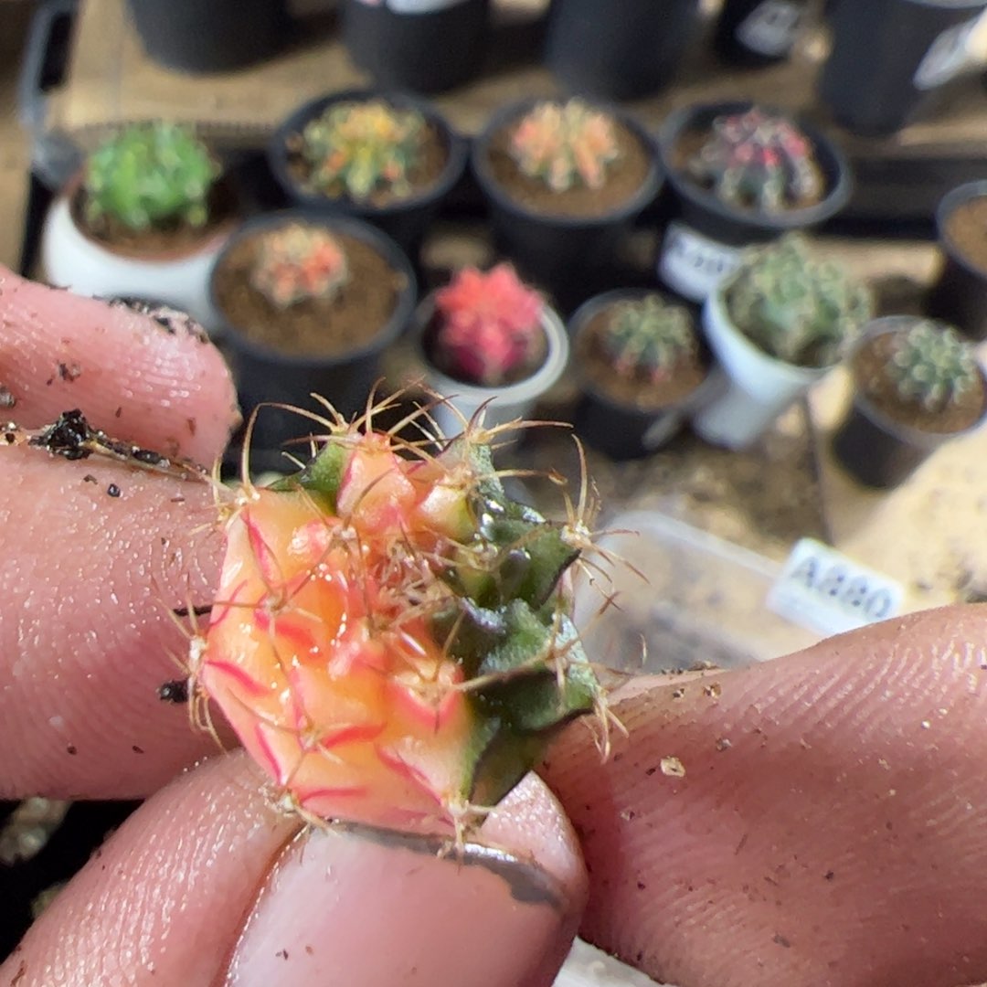 当前无花栽培后可以开花898