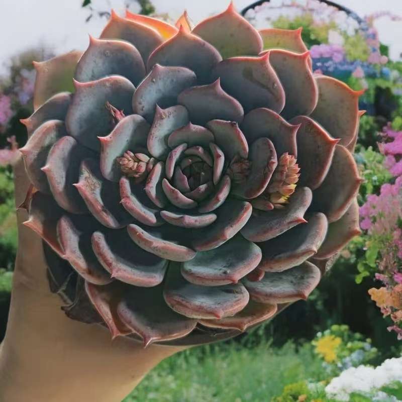 劳伦斯多肉植物 满15包邮 室内绿植盆栽吸甲醛净化空气