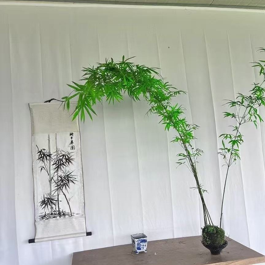 红观音竹水培土培盆栽适合客厅茶室办公室四季好养