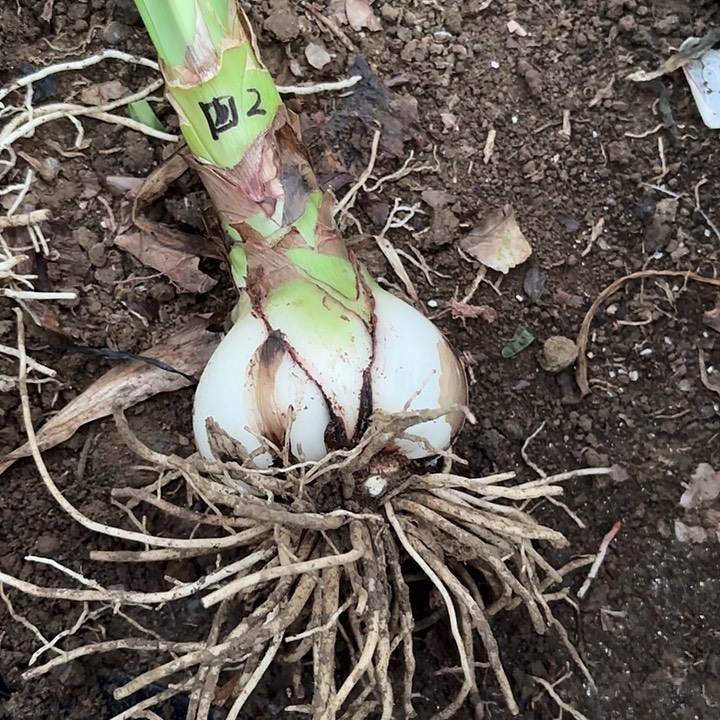 无花朵魅力四射籽播二号