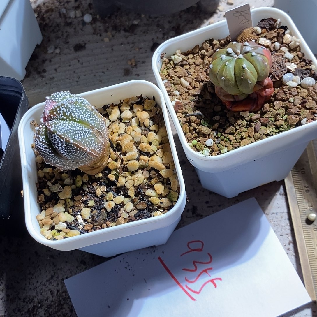 9355。   一组两颗。  