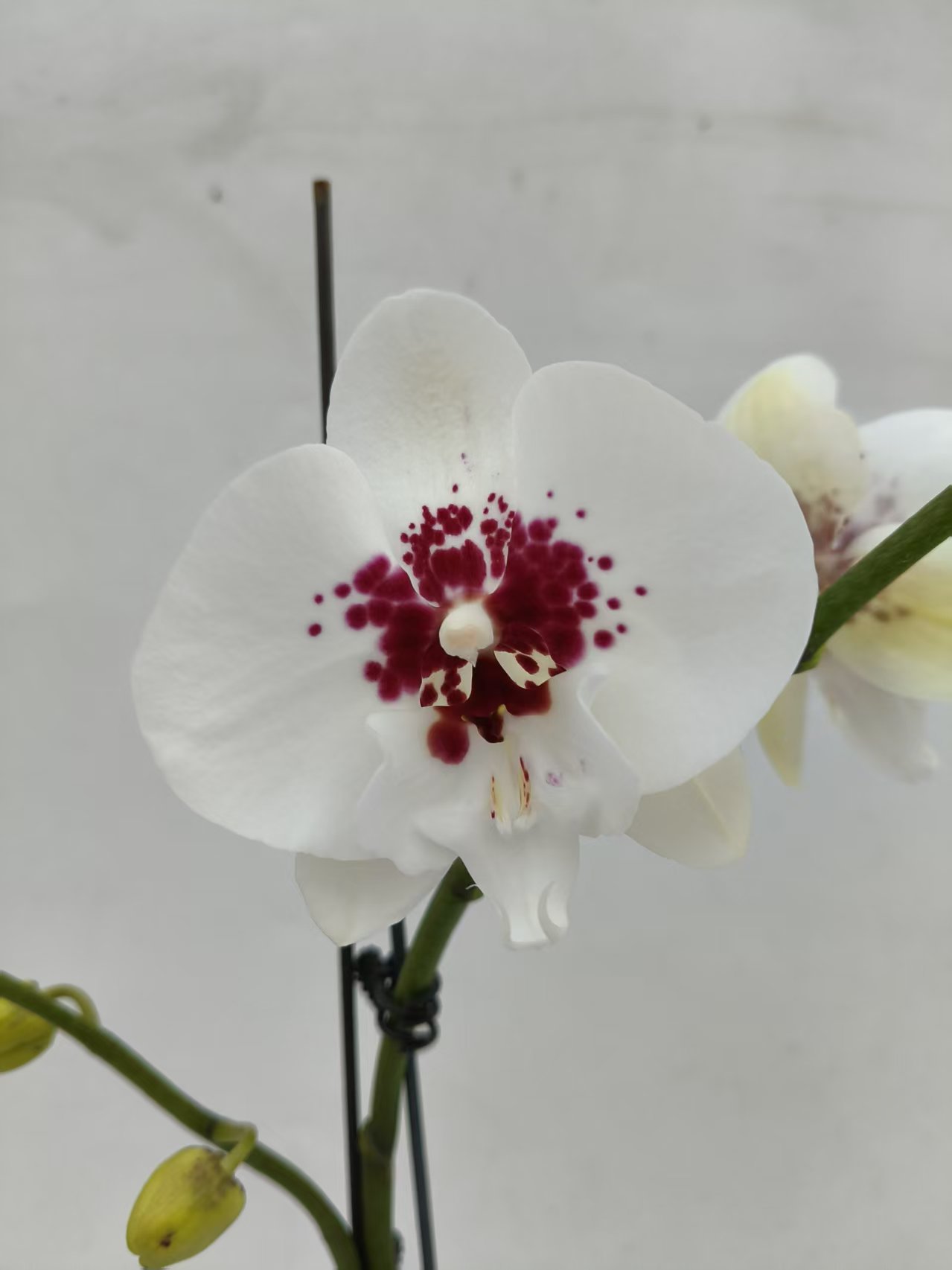 【踏雪寻梅双剑】梦语花卉蝴蝶兰  叶片瑕疵无售后