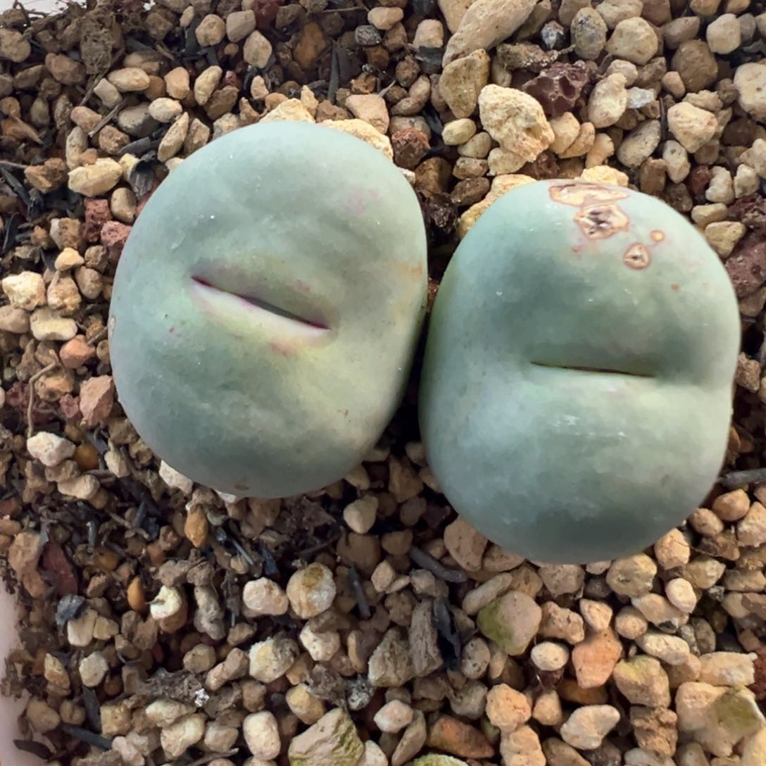 大型Dows嘴 肉锥植物