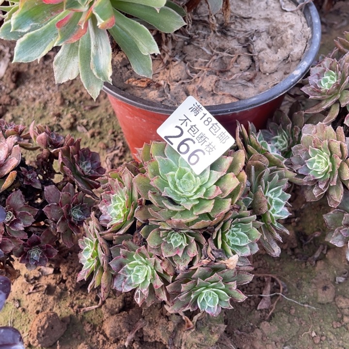 266水晶莲花小手捧2号