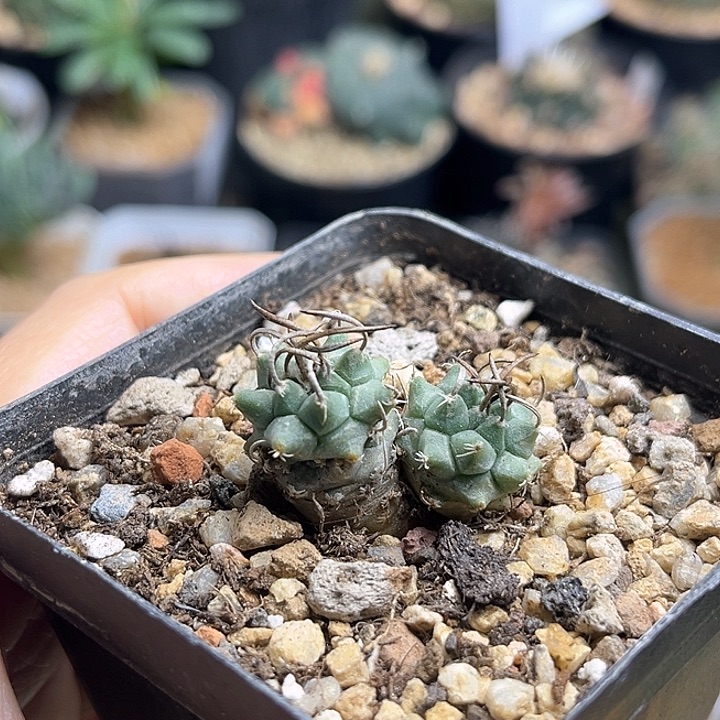 娇丽实生球双头3公分