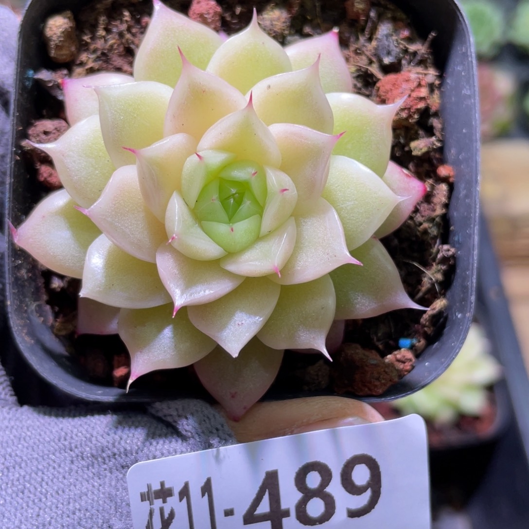 花利美11-489麦秆