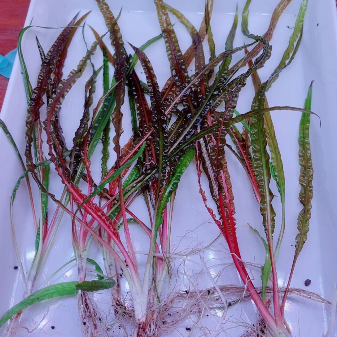 美小呆特惠套餐一份