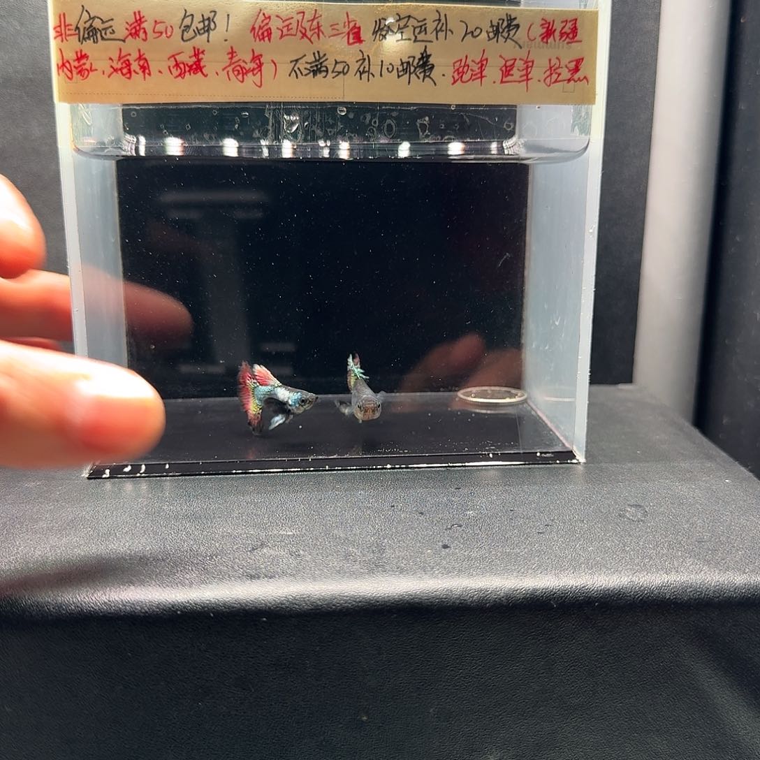 孔雀鱼红龙一对孔雀鱼