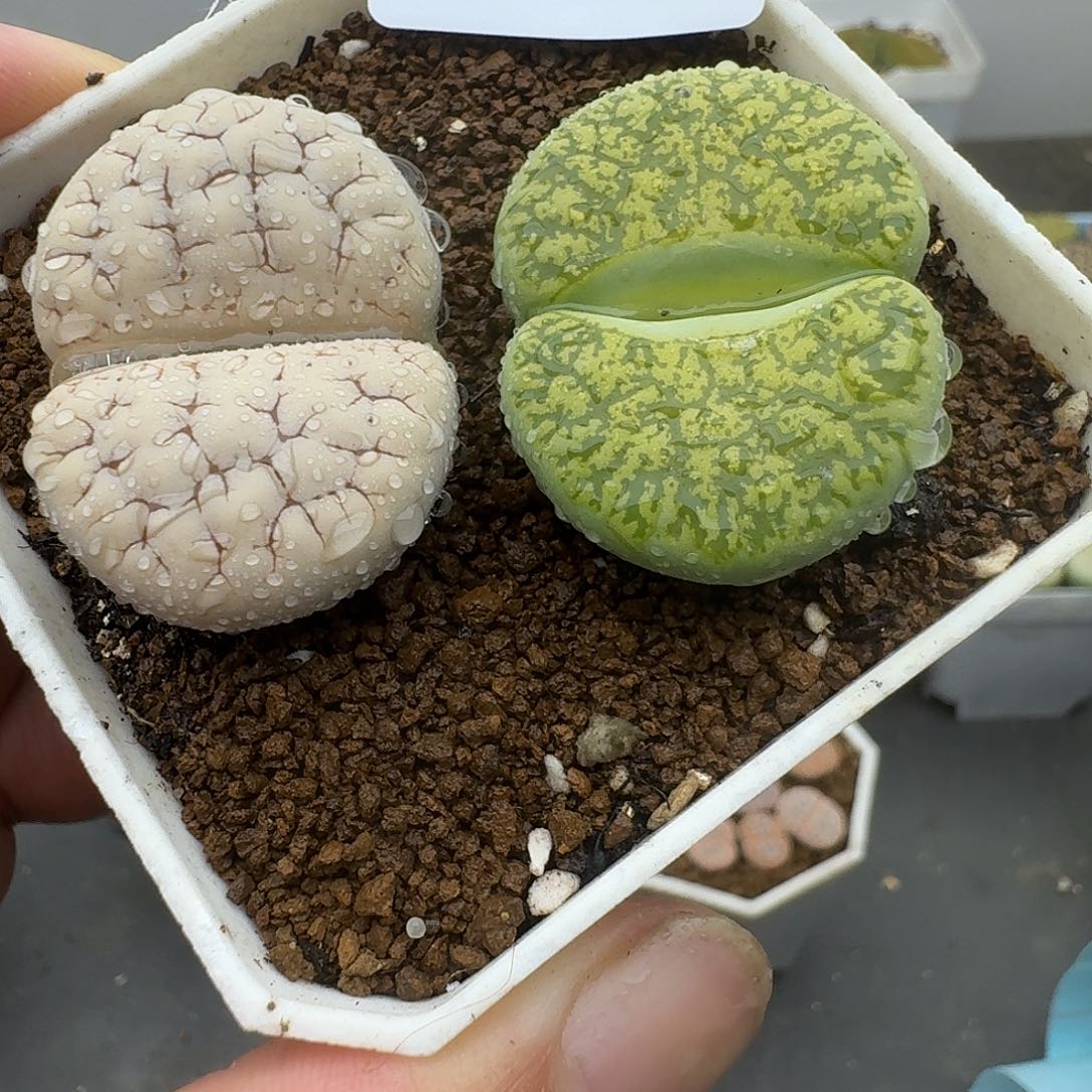 923多肉哈哈哈哈给哈哈