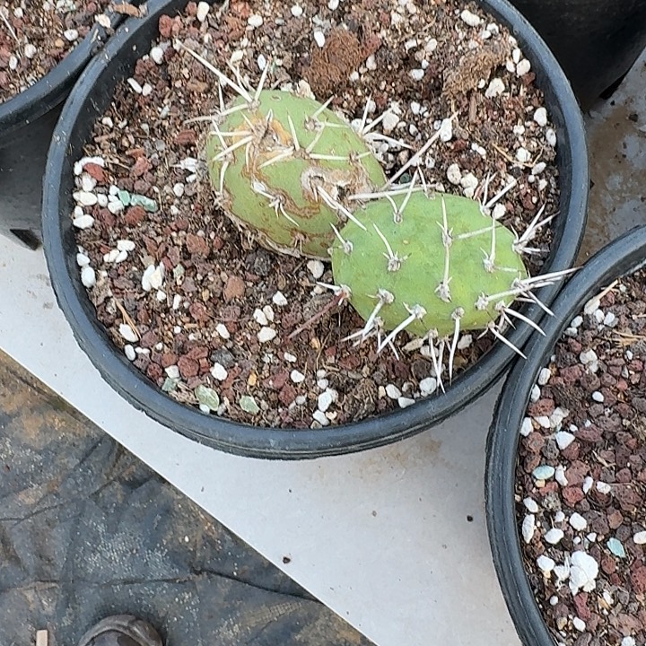****李白角麒麟3个发货啦啦