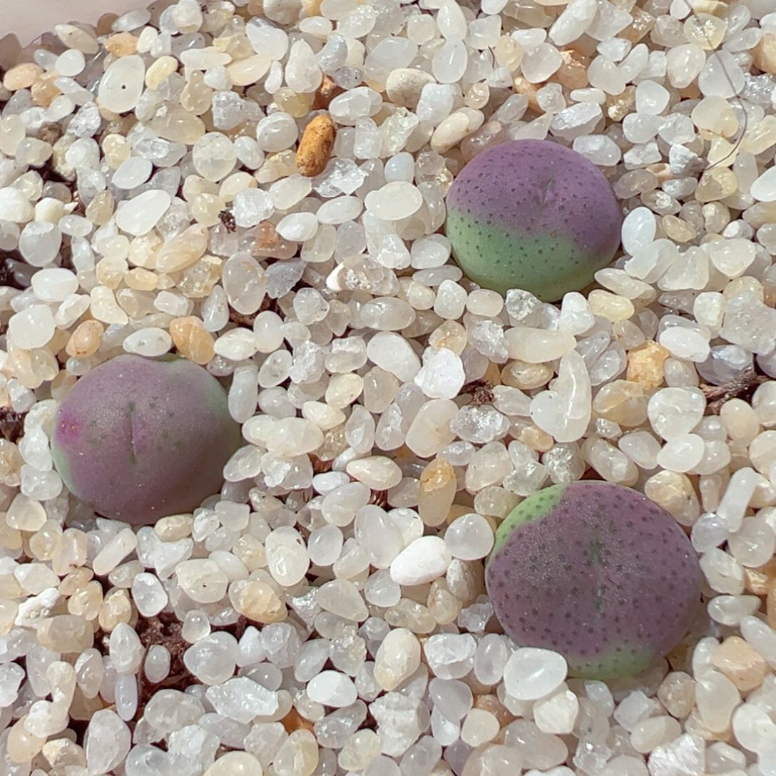 910-566多肉多肉小拳拳肉锥