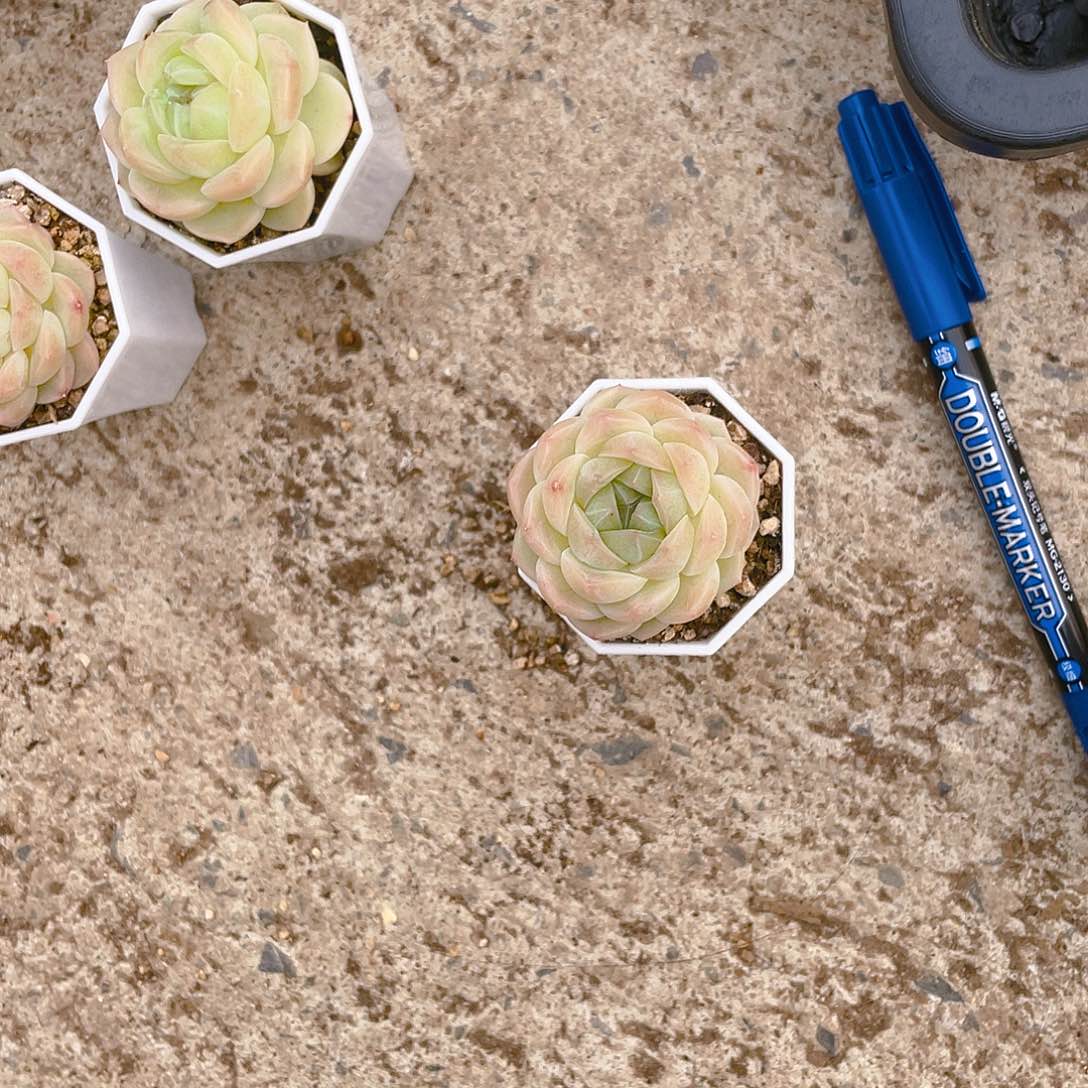 G****y2001中苗盆一个满25包邮