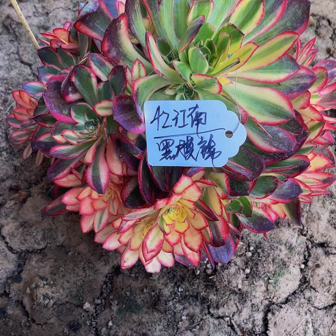 忆****9多肉法师黑膜锦寄养度夏