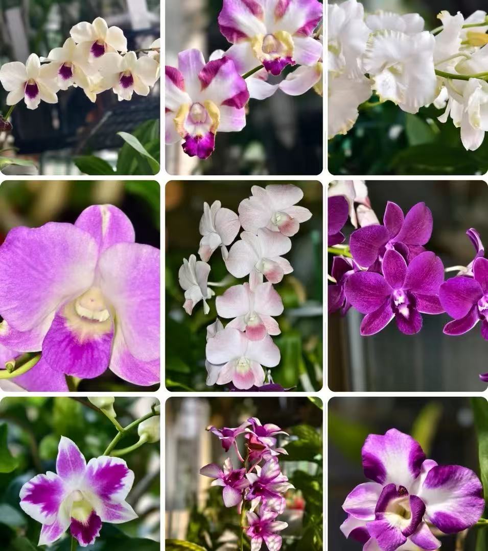 石斛兰秋石斛花后苗发货2盆