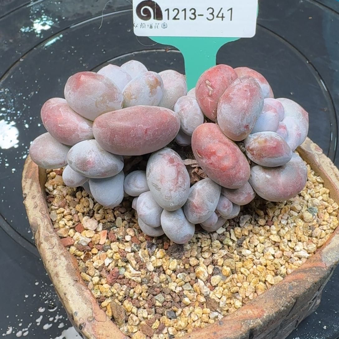 从前慢多肉精选编号1213.341