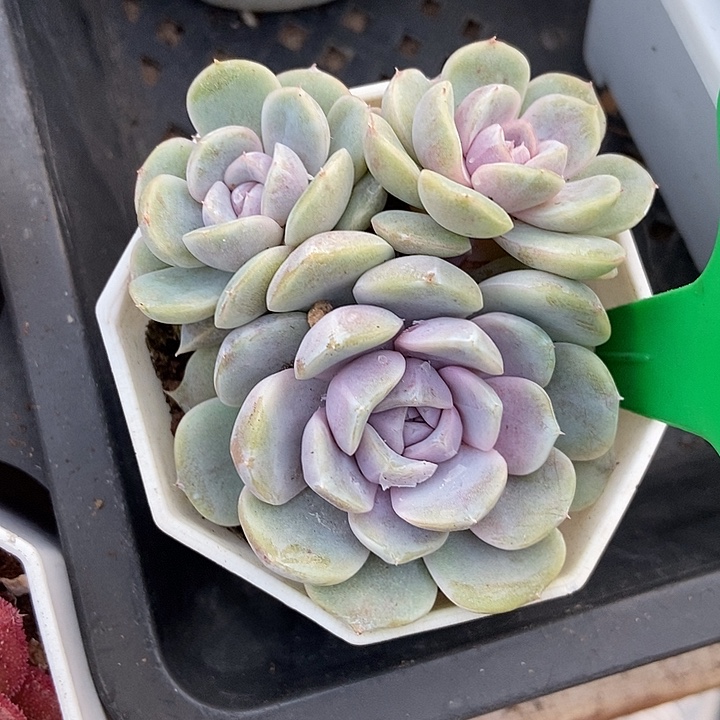 多肉植物汉堡3132