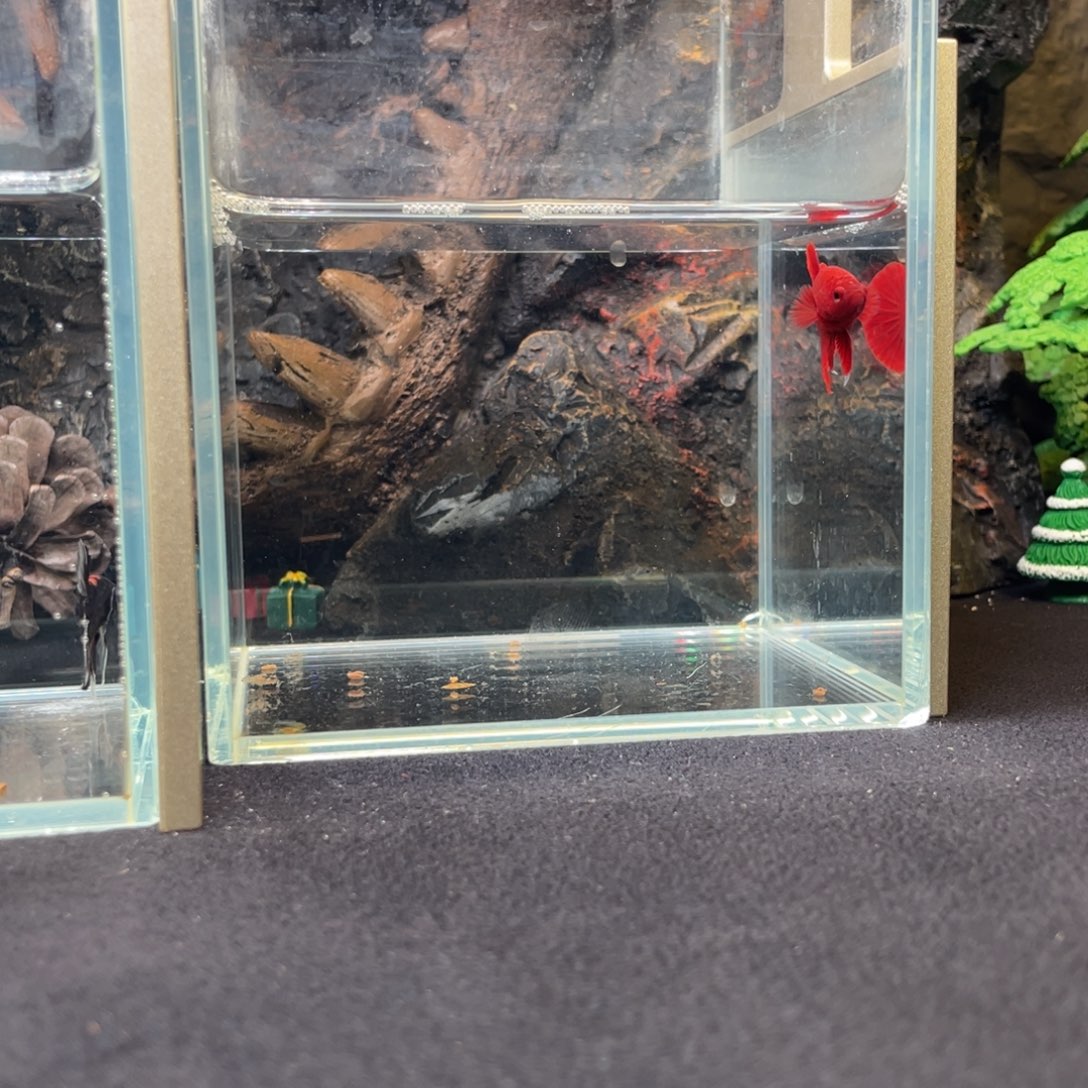 斗鱼十二月二十九日竞价