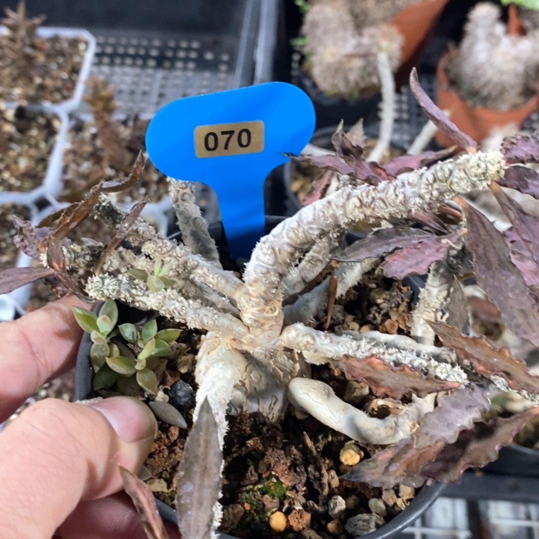 皱叶麒麟多肉植物