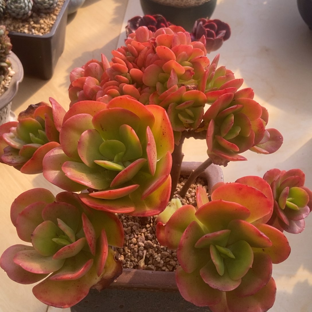 红梅缀化多肉多肉